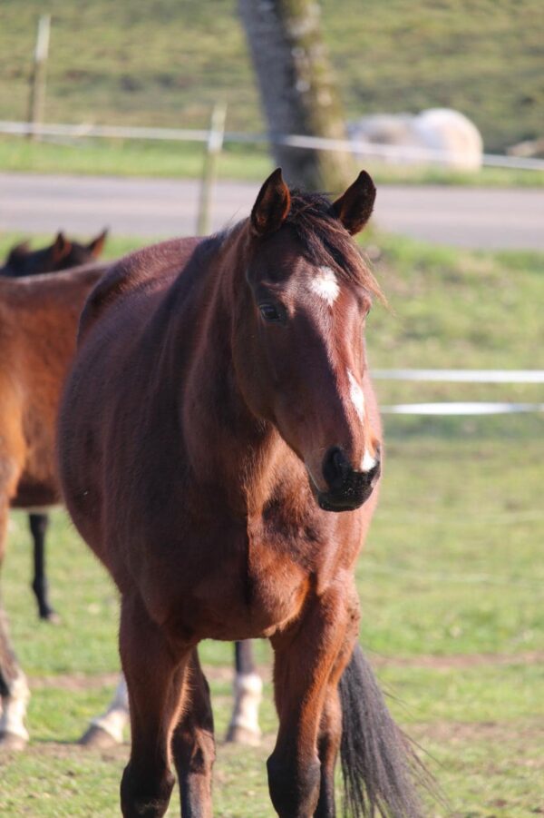 ecurie du castelo vente