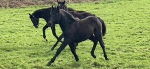 Ecurie du castelo elevage